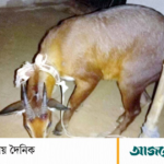 বিপন্ন বনছাগলটি কমলগঞ্জের রাজকান্দি রিজার্ভ ফরেস্টে অবমুক্ত | ASH NEWS